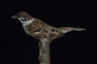 藏品(麻雀)的圖片